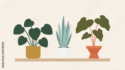 Elegant flat vector illustration of three green potted houseplants charmingly displayed on a natural wooden shelf, perfect for modern interior home decoration