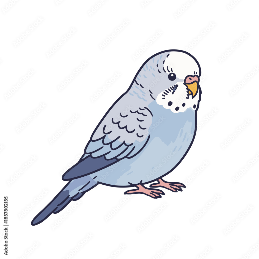 Fototapeta premium Blue budgerigar parakeet standing with a curious expression 