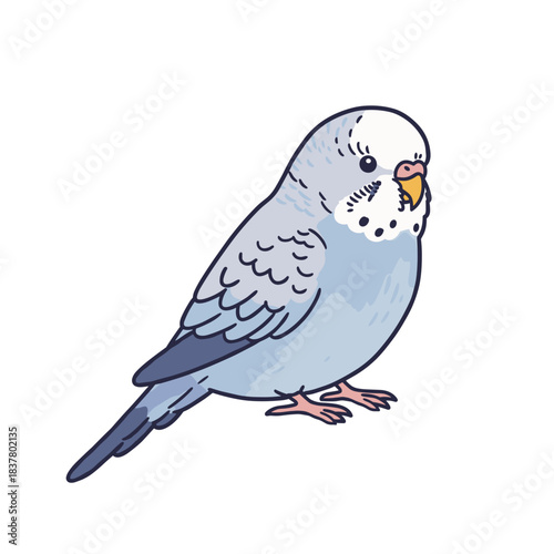 Blue budgerigar parakeet standing with a curious expression  