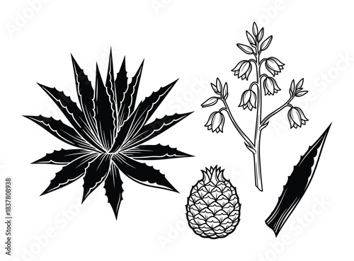 Agave plant set, flower spike, leaves, succulent desert plant, natural botanical illustration, vector
