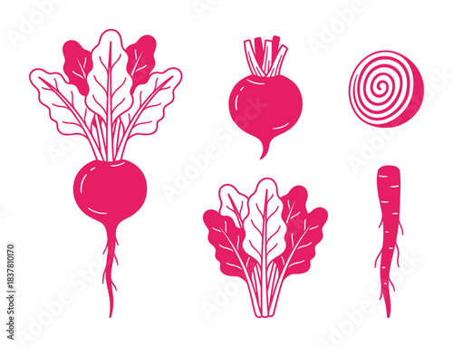 Beetroot vegetable illustration, beet whole and sliced, garden food graphic, organic plant collection.