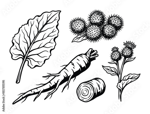 Burdock plant with its distinctive root, broad leaf, and prickly burrs. Natural ingredient for herbal remedy.