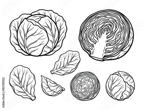 Cabbage vegetable outline set, whole, cut, and single leaves, fresh healthy food icons isolated on white