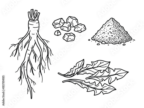 Dandelion root with numerous small roots, fresh leaves, dried pieces, and powdered form. Herbal ingredient.