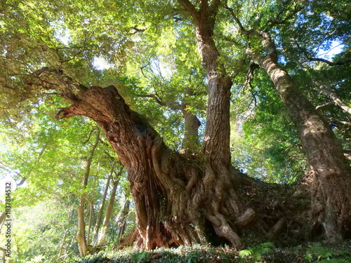 西明寺の椎の木