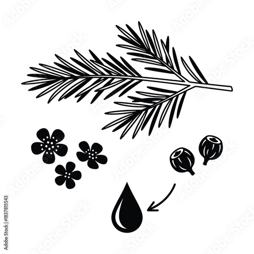 Eucalyptus sprig, flowers, seeds, and essential oil drop in monochrome, botanical element