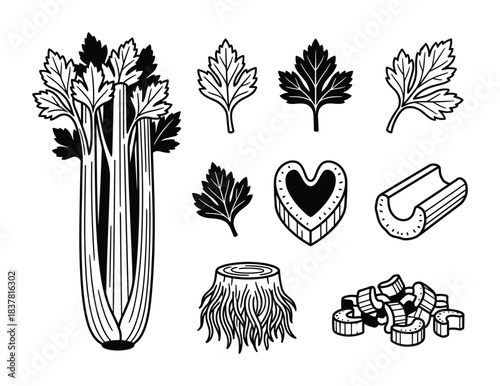 Fresh celery stalks and leaves. Various forms from whole to chopped. Healthy eating graphics