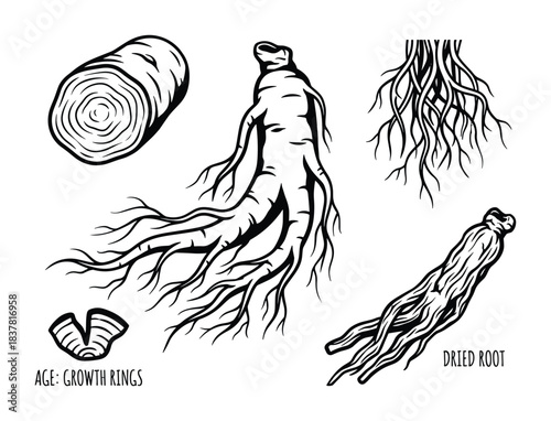 Ginseng root showing cross-section, growth rings, full root, and dried root, medicinal plant