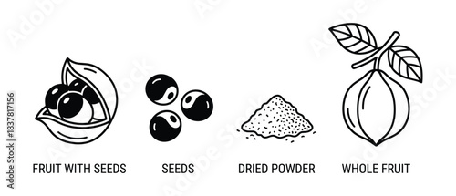 Guarana fruit with seeds, isolated seeds, dried powder, and whole fruit icons black and white.