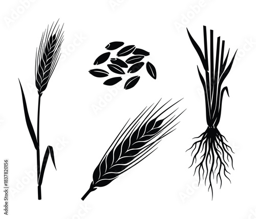 Monochrome collection of barley stalk ear grains and whole plant with roots natural agriculture element.