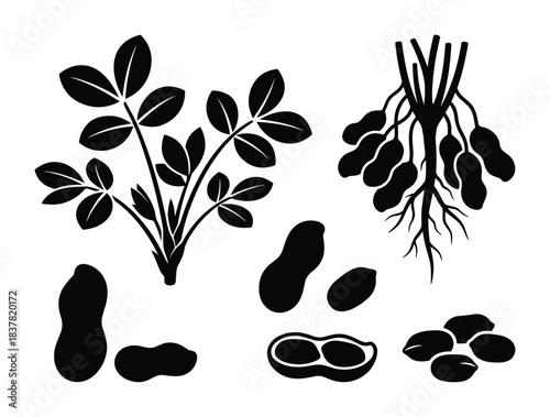 Monochrome collection of peanut plant leaves pods and nuts healthy snack food agriculture natural product.