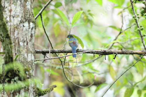 Sumatran trogon (Apalharpactes mackloti) is a species of bird in the family Trogonidae. 