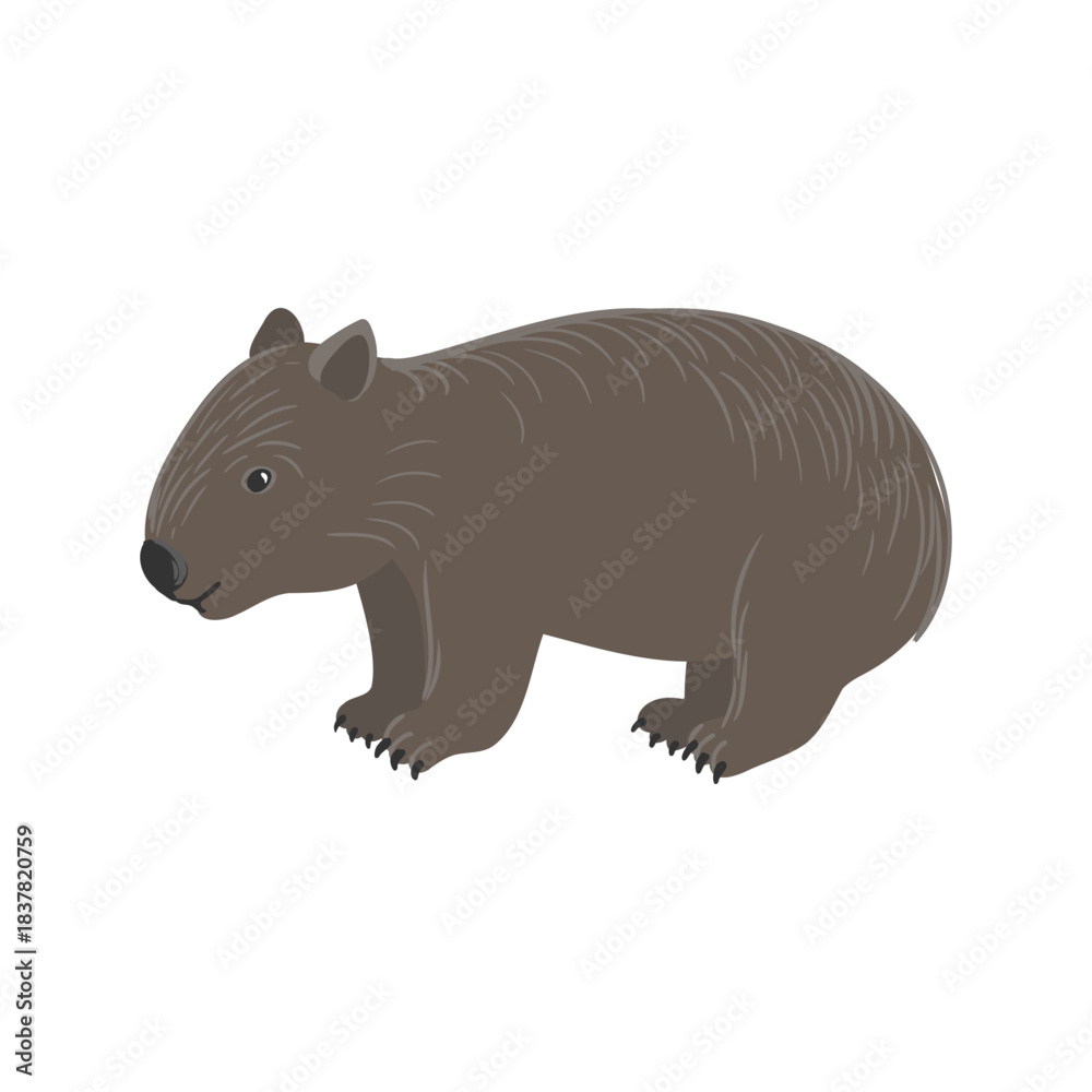 Obraz premium vector drawing Wombat isolated at white background, hand drawn illustration