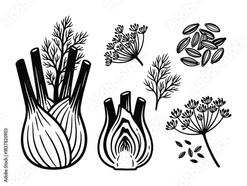 Outline drawings of fennel bulb, plant, seeds, and flowers