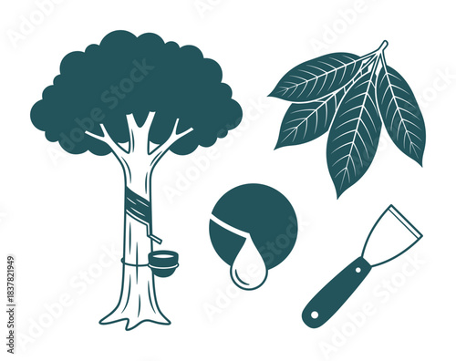 Rubber tree vector illustration, harvesting latex drip, leaves, and processing tool for production