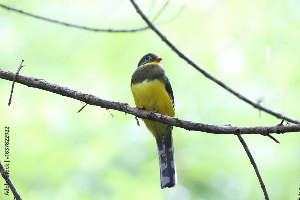 Fototapeta premium Sumatran trogon (Apalharpactes mackloti) is a species of bird in the family Trogonidae. 