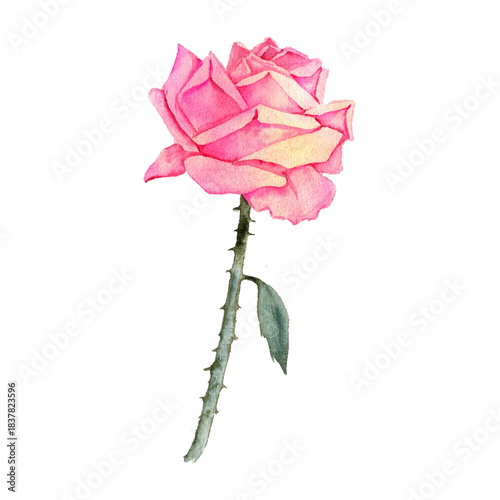 watercolor drawing flower of pink rose isolated at white background, floral element, hand drawn botanical illustration