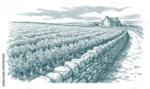 Stone wall bordering carrot field. Farmhouse and agriculture landscape. Rural engraving artwork.