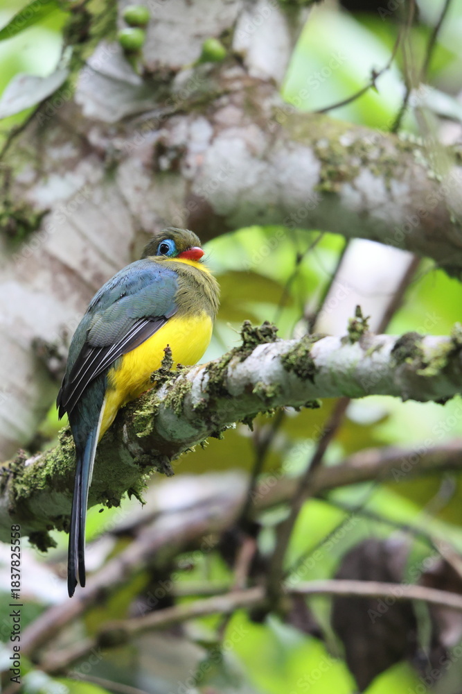 Fototapeta premium Sumatran trogon (Apalharpactes mackloti) is a species of bird in the family Trogonidae. 