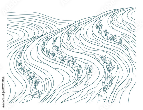 Winding carrot field. Abstract landscape. Growing vegetables. Farm lines. Agricultural pattern. Continuous art.