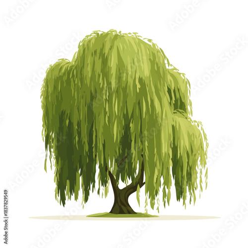 Simple flat 2D vector graphic of Willow Tree, modern icon look, displayed on a pure white background.