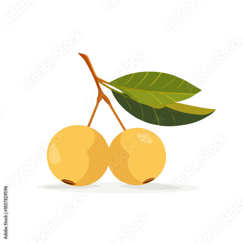 Simple flat 2D vector graphic of Longan, modern icon look, displayed on a pure white background.