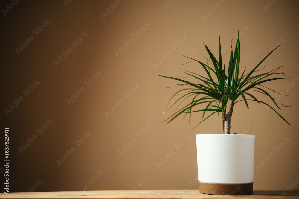 Naklejka premium Dracaena marginata houseplant in pot.