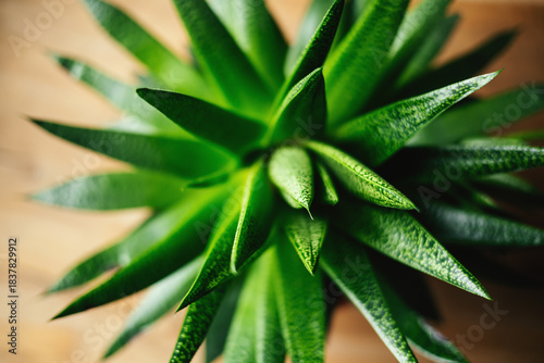 Wallpaper Mural Haworthia Aloe Flow plant succulent in pot. Torontodigital.ca