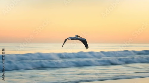 Pelican in flight over ocean waves at sunset silhouette