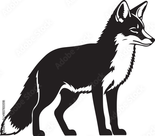 Black silhouette of a standing fox with white chest and tail tip