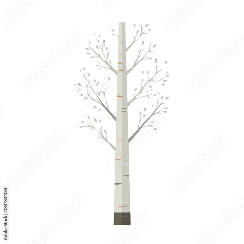 Silver Birch Tree illustrated in a clean 2D flat vector style, minimal and modern, isolated on a white background.