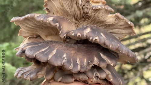 natural mushrooms cut from trees and look very fresh