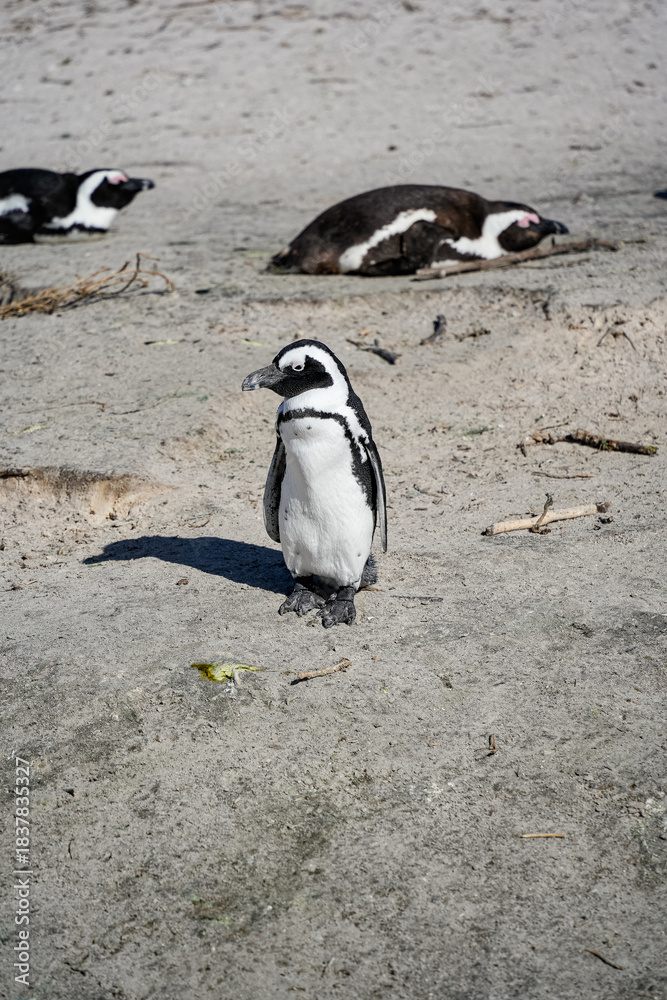 Fototapeta premium Cute penguin standing on a sunny African beach
