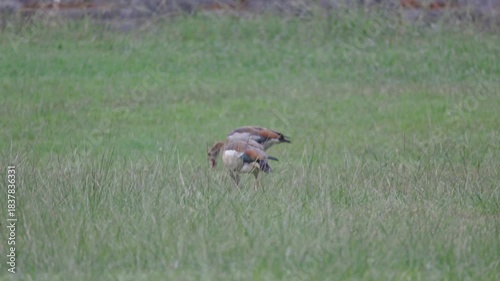 Pair of egyptian geese mating in green grass field