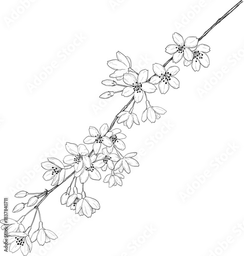 しだれ桜の線画