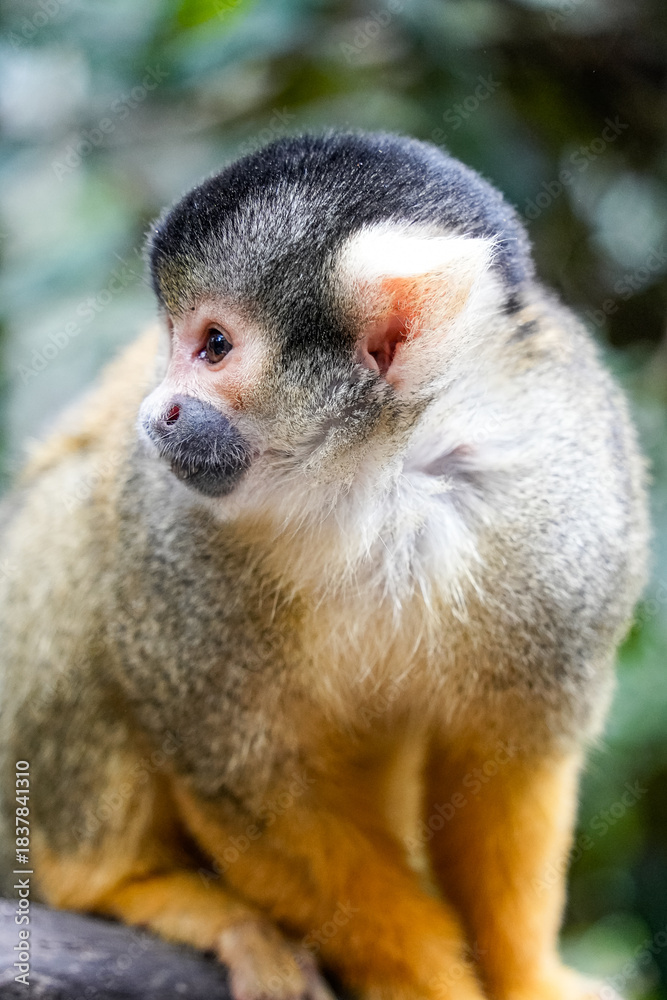 Obraz premium Playful monkey in its natural habitat, highlighting its charm and lively personality.