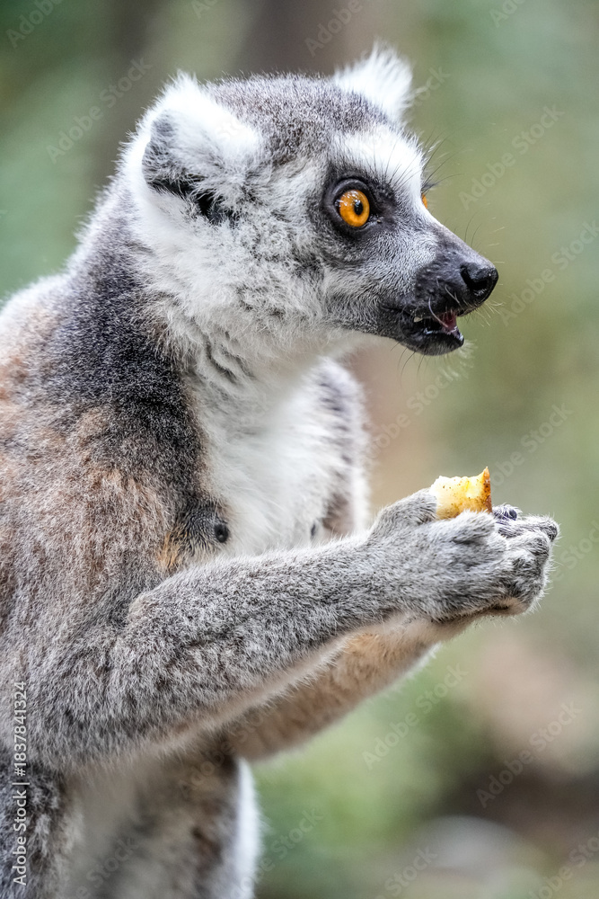 Obraz premium Playful monkey in its natural habitat, highlighting its charm and lively personality.