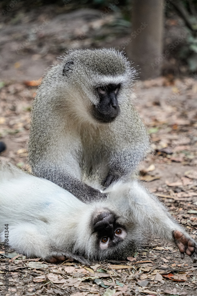 Obraz premium Playful monkey in its natural habitat, highlighting its charm and lively personality.