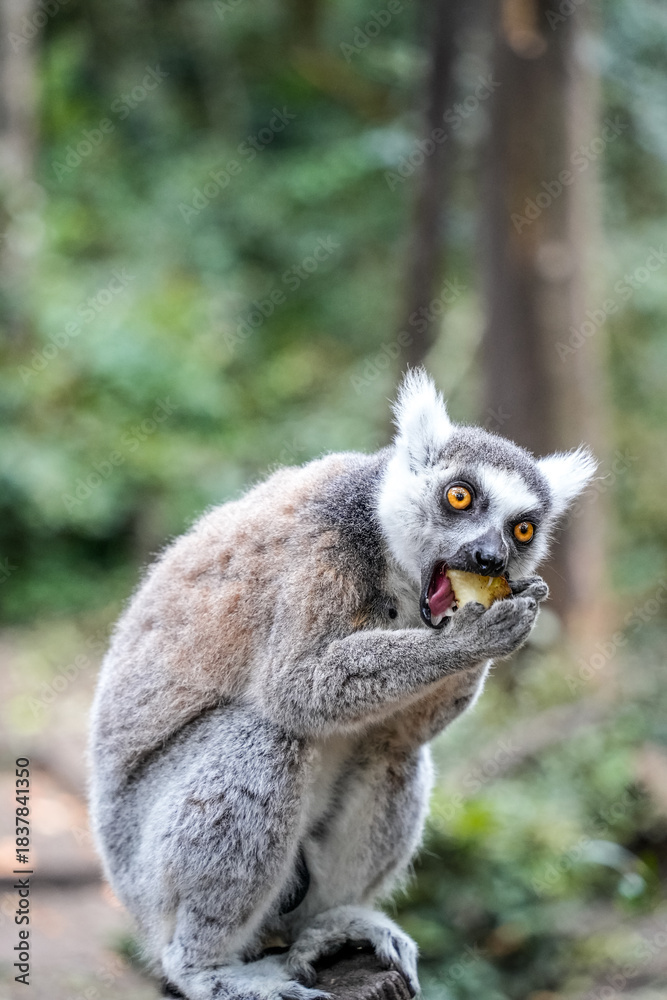 Obraz premium Playful monkey in its natural habitat, highlighting its charm and lively personality.