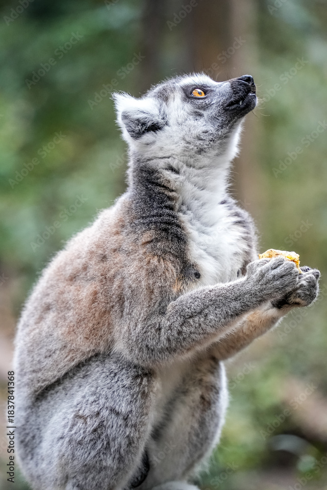 Obraz premium Playful monkey in its natural habitat, highlighting its charm and lively personality.