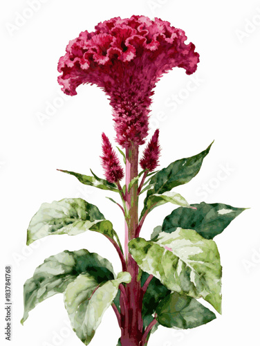 Simple Celosia Pink Cockscomb Flower isolated watercolor vector illustration svg