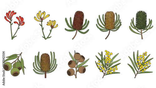Ten Australian plant illustrations kangaroo paw wattle eucalyptus and banksias arranged in two rows on a white background