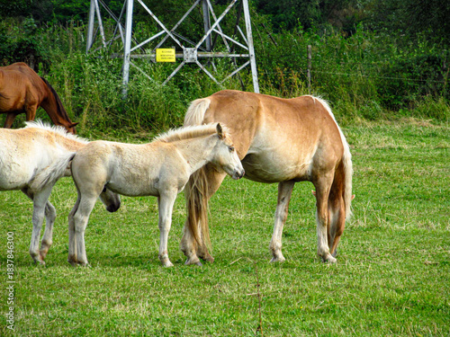 Horse on a grass field