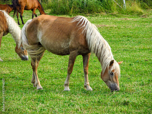 Horse on a grass field