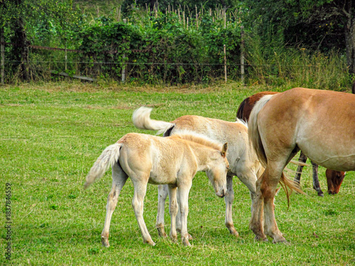Horse on a grass field