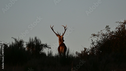 silhouette of a deer
