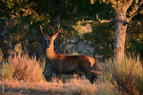 Deer in yellowstone national park