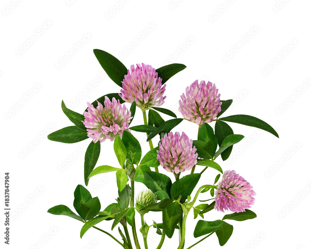 Obraz premium Pink clover flowers and leaves in a floral arrangement isolated on white or transparent background
