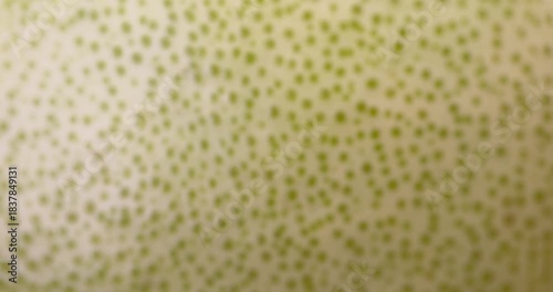 beautiful green citrus peel, details of grapefruit peel with multicolored peel with yellow and green shades