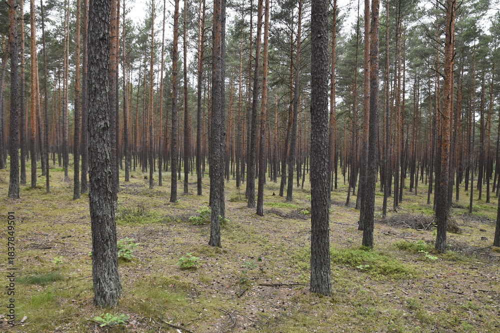 Obraz premium Coniferous forest in summer Poland